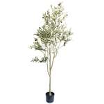 Olive Tree - 180CM