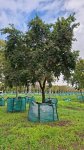 Syzygium Paniculatum 2000LT Eugenia