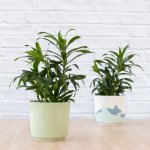 Dragon Tree - Reflexa - In Mint Green Emerson Planter