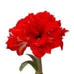 Amaryllis Symphony Double – Ragtime Bulb