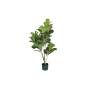 Fiddle Leaf Fig Tree - 122CM