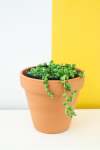 String Of Pearls Beads - 16CM Hanging Basket