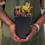 Venus Fly Trap 'gaga Trap' - Dormant Plant. 12CM Plastic Container.