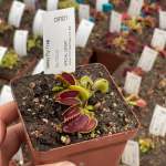 Venus Fly Trap 'big Dracula.' Collectible Import. - 2 Year Old Plant. 7.5CM Plastic Container.