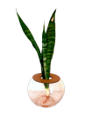 20CM Fish Bowl With Snake Plant