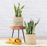 Mother In Law's Tongue - Large - In Fundo Palm Leaf Basket