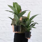 Peace Lily - Sensation - 20CM Nursery Pot