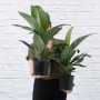 Peace Lily - Sensation - 20CM Nursery Pot