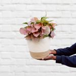 Arrowhead Neon - Large - In Large Jute & White Cotton Cord Planter
