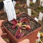 Venus Fly Trap 'ginormous.' Special Import. - 3 Years Or Older. 12CM Plastic Container.