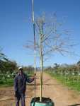 Vachellia Xanthophloea 400LT