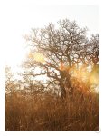 Highveld 2 Art Print - A3
