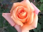 Warm Wishes Hybrid Tea Rose 5LT