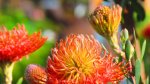 So Exquisite Leucospermum Pincushion 15CM Pot