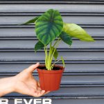 Elephants Ear - Green Shield - 12CM Nursery Pot