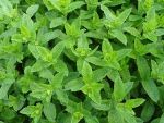 Peppermint Concentrate - 50ML
