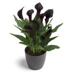 Zantedeschia Odessa Bulbs