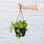 Golden Pothos - Large - 20CM Nursery Pot - Hanging