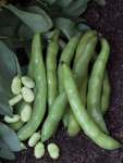 Broad Beans Aquadulce Seed - 100 G Raw Seed
