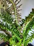 Blechnum Volcano 40CM Pot