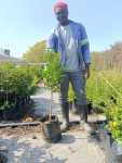 Harpephyllum Caffrum 10LT