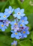 Myosotis Forget Me Not Blue Seed - 20 G Raw Seed