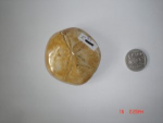 Fossil Starfish Sand Dollar SSP345
