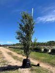 Populus Simonii 100LT