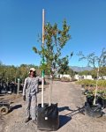 Combretum Krausii Tree 125LT