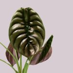 Elephant Ear - Red Secret - In 12CM Nursery Pot