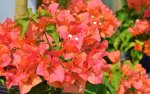 Bougainvillea Orange Sunset 20LT