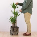 Yucca - Multi Stem - In 35CM Queen Ilala Basket