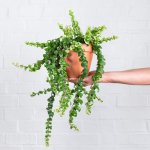 Lipstick Vine - Scooby Doo - In Terracotta Pot & Saucer