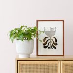 Pothos - Marble Queen - In 16CM Speckled Shing Planter