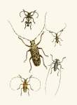 The Cabinet Of Oriental Entomology Pl Vi 1848 Art Print - A1