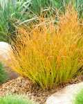 Carex Prairie Fire 4LT
