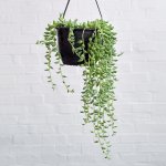String Of Beads - 16CM Hanging Nursery Pot