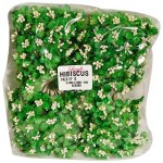 Hibiscus Dark Green Pack Of 12