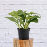 Philodendron - Emerald Green - 20CM Nursery Pot 3 Per Pot