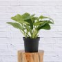 Philodendron - Emerald Green - 20CM Nursery Pot 3 Per Pot