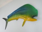 Dorado Large 130CM Ld 04