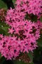 Pentas Lucky Star F1 Deep Pink Seed - 250 Pelleted Seed