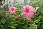 Hibiscus Various 10LT
