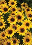 Rudbeckia Denver Daisy Seed - 250 Coated Seed