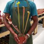 Trumpet Pitcher Sarracenia 'nandipha' - Small To Medium Plant. 7.5CM Plastic Container.