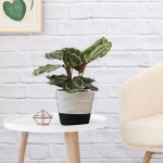 Calathea Medallion - In Black & White Cotton Cord Mia Melange Planter