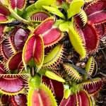 Venus Fly Trap 'double Face.' Collectible Import. - Dormant Plant. 7.5CM Plastic Container.