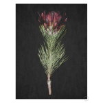 Protea Art Print - A3
