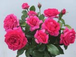 Verna Holworthy Hybrid Tea Rose 5LT