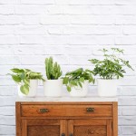 Plant Parent Pack - In Matt White Ceramic Pots
